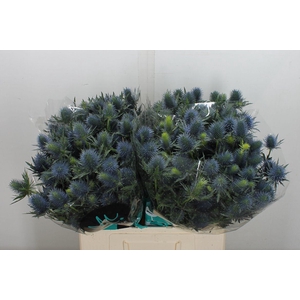 Eryngium  'Supernova'