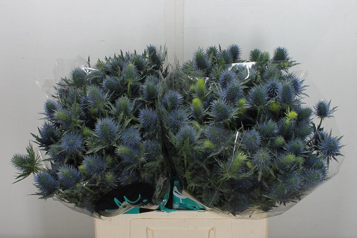 <h4>Eryngium  'Supernova'</h4>