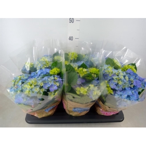 Hydrangea mac. 'Early Blue'