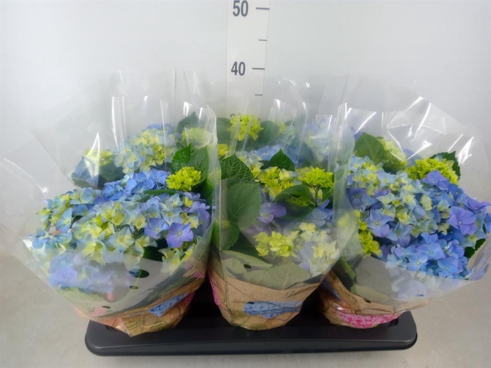 <h4>Hydrangea mac. 'Early Blue'</h4>