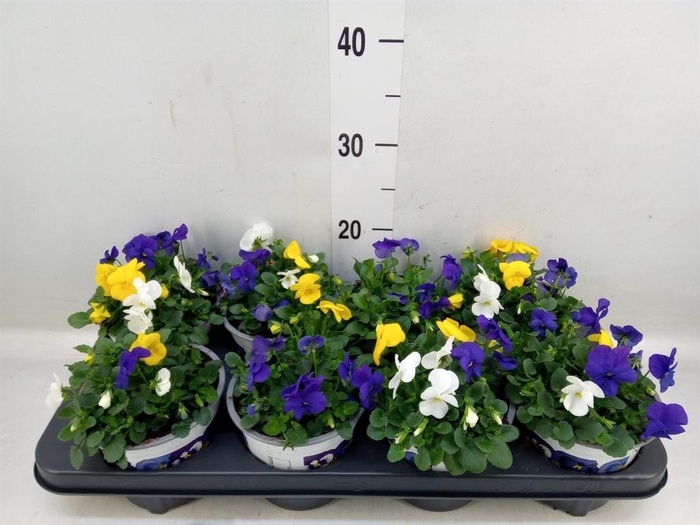 <h4>Viola   ...tricolor</h4>