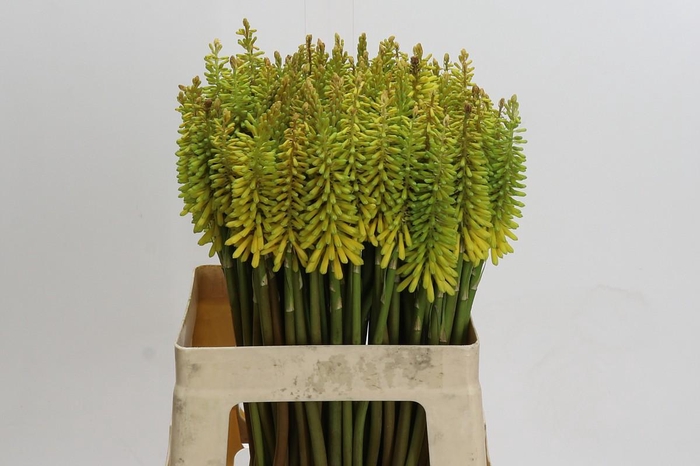 Kniphofia Sunningdale Yellow