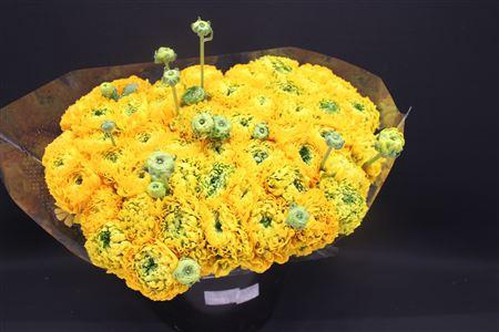 <h4>Cl Pon-pon Luna Xxl</h4>