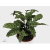 Calathea Freddie