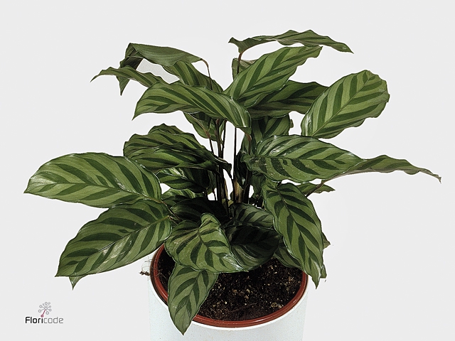 Calathea Freddie