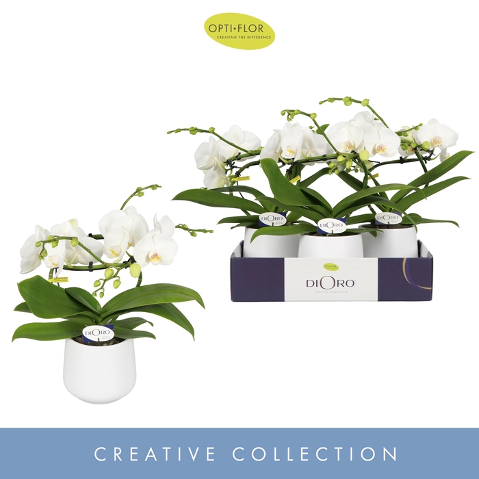 <h4>Dioro Prestige 2 spike in Anja White</h4>