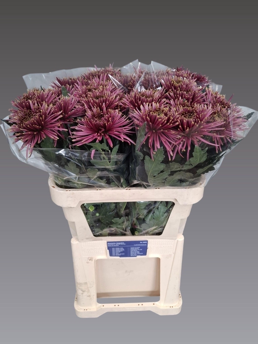 <h4>CHR G TULA CARMELLA</h4>