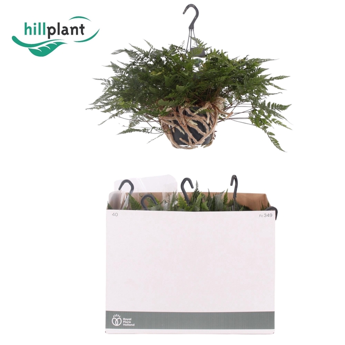 <h4>HUMATA GRIF TYERMAN</h4>