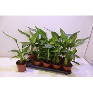Strelitzia Reginae