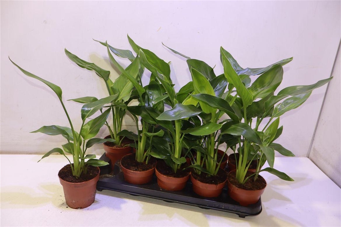 <h4>arr8 Strelitzia Reginae</h4>