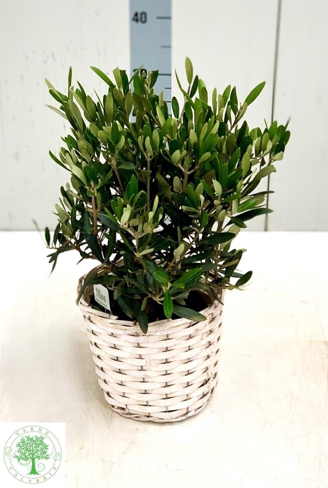 <h4>OLEA EUROPAEA</h4>