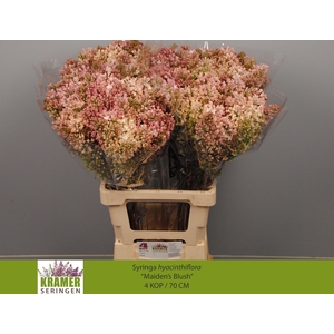 SYR HY MAIDENS BLUSH