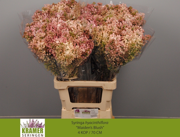 <h4>SYR HY MAIDENS BLUSH</h4>