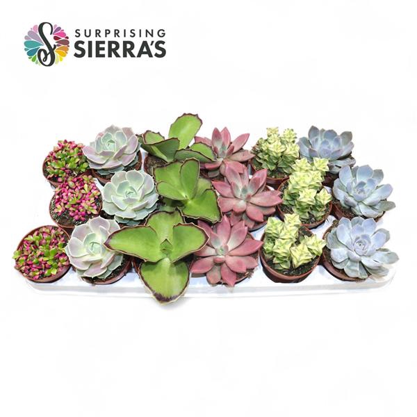 <h4>Sierra's® - Sevilla Succulent Mix (Deluxe)</h4>