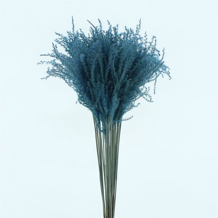 <h4>Dried Stipa Feather Azuur Blauw</h4>