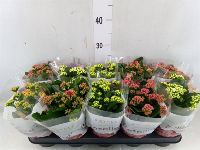 <h4>Kalanchoe blos. 'RoyalDon'   ..mix</h4>