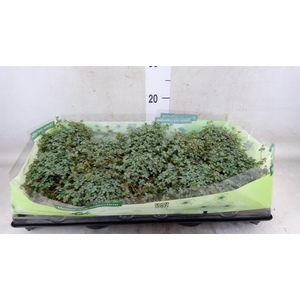 Pilea glaucophylla 'Greyzy'