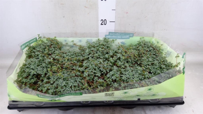 <h4>Pilea glaucophylla 'Greyzy'</h4>