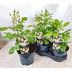 Rosa Palace White (r) Collection In 19cm P