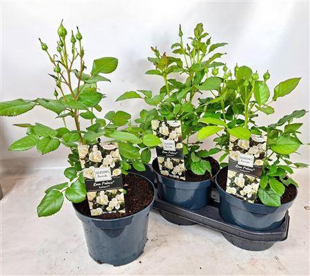 <h4>Rosa Palace White (r) Collection In 19cm P</h4>