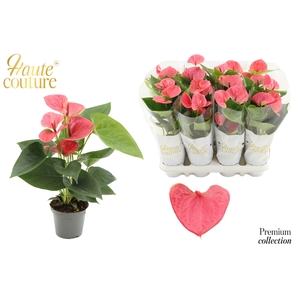 Anthurium 9 cm Sweet Dream in Haute Couture sleeve