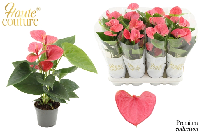<h4>Anthurium 9 cm Sweet Dream in Haute Couture sleeve</h4>