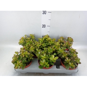 Crassula ovata 'Minor'