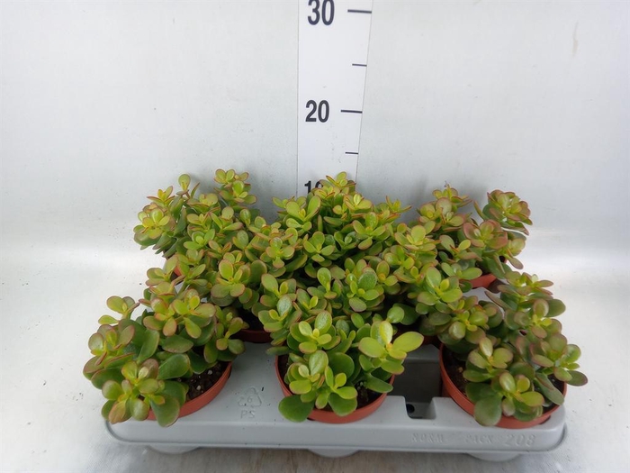 <h4>Crassula ovata 'Minor'</h4>