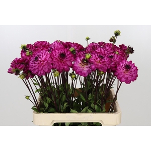 Dahlia Romantica