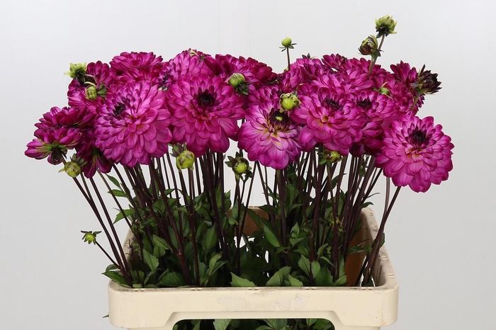 <h4>Dahlia Romantica</h4>