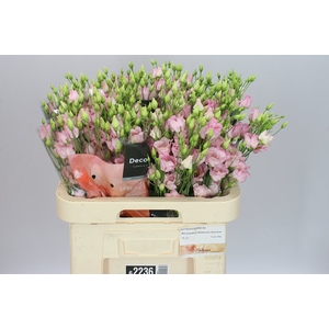 Eust En Bohemian Pink Feminine