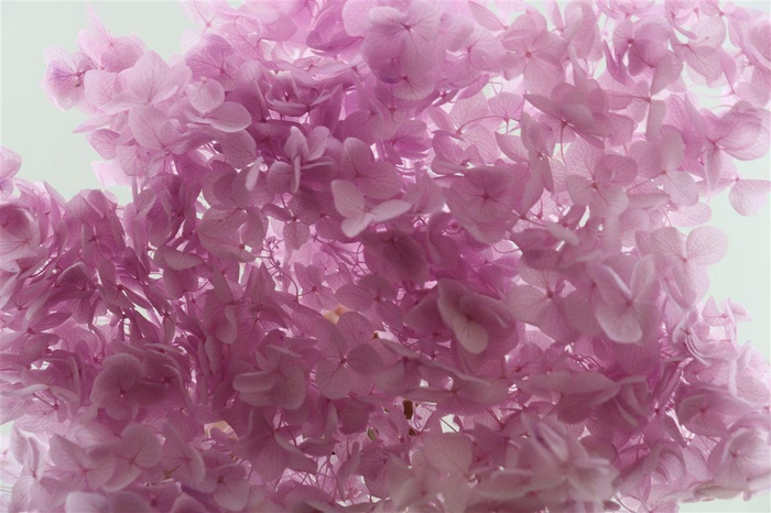 Pres Hydrangea Lilac Bunch