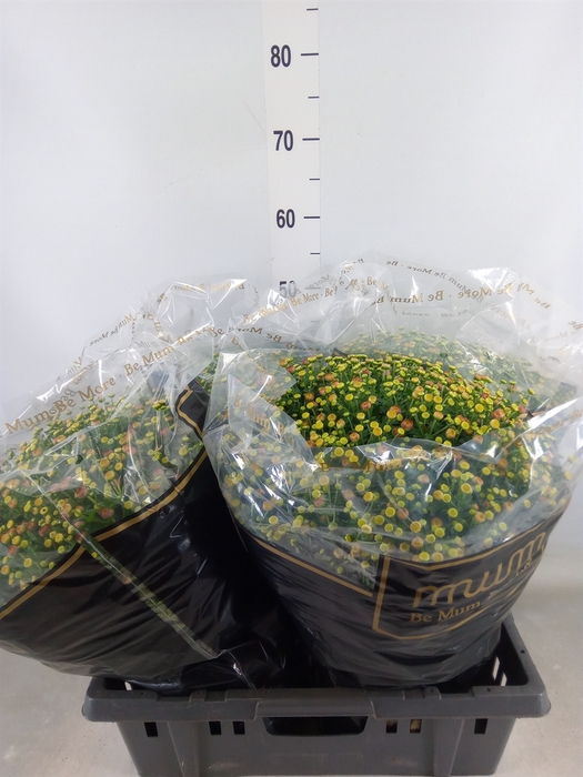 <h4>Chrysanthemum   ..</h4>