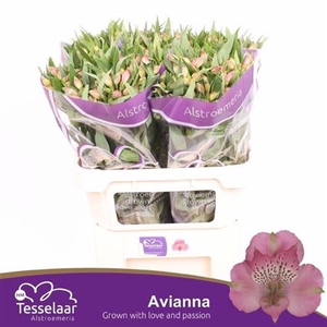 ALSTR AVIANNA