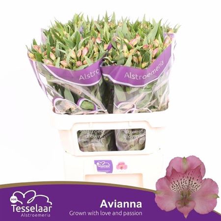 ALSTR AVIANNA