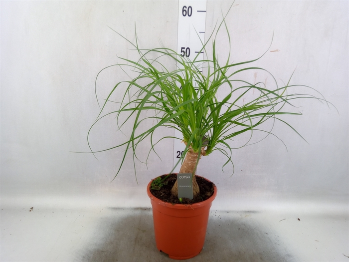 <h4>Beaucarnea recurvata</h4>