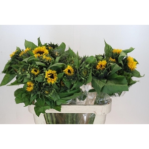 Helianthus Orange Fire