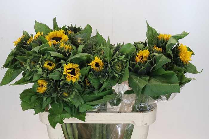 <h4>Helianthus Orange Fire</h4>