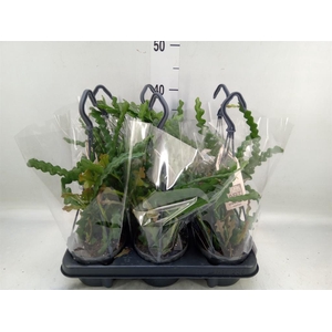 Epiphyllum anguliger