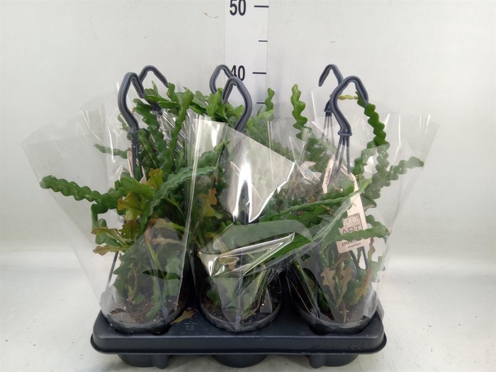 <h4>Epiphyllum anguliger</h4>