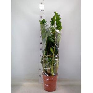 Zamioculcas zamiifolia