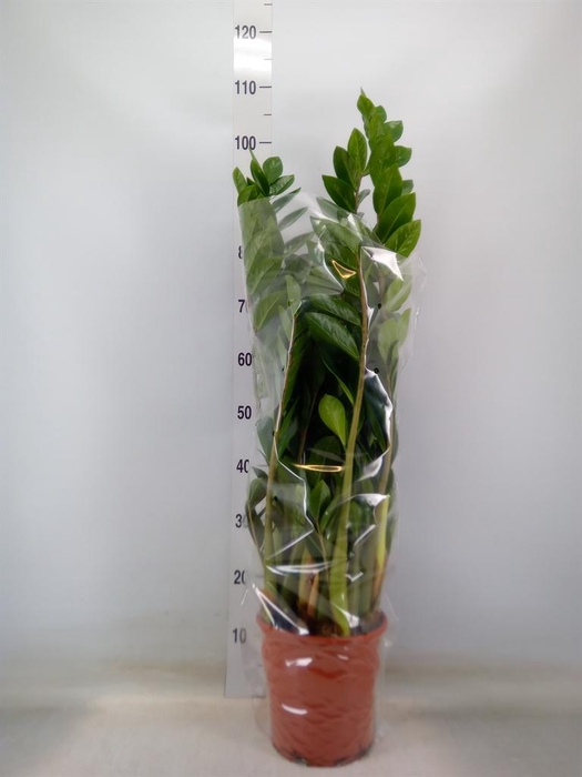 <h4>Zamioculcas zamiifolia</h4>