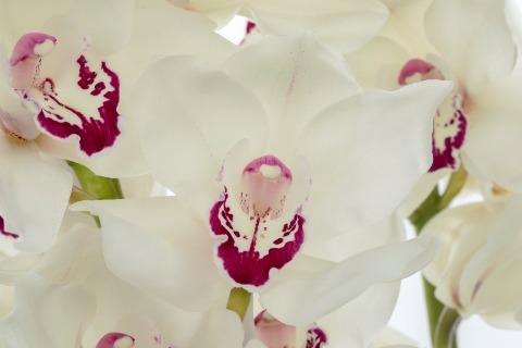 <h4>MAZURKA 60cm x 10.</h4>