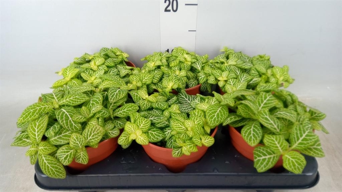 <h4>Fittonia   ...</h4>