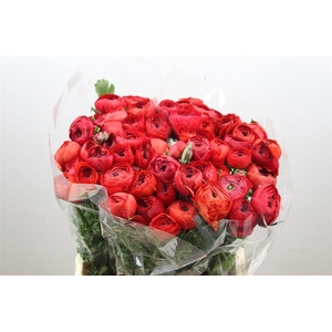 Ran Cloni Ex Valentino Red