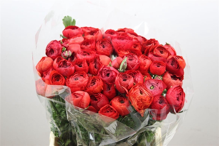 <h4>Ran Cloni Ex Valentino Red</h4>