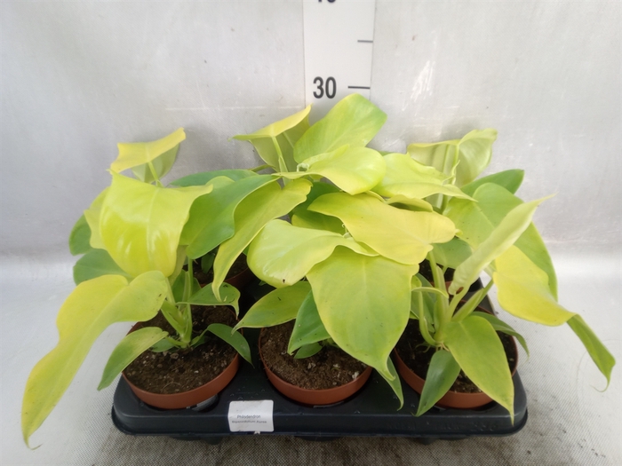 <h4>Philodendron   ...</h4>