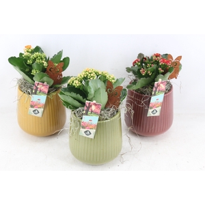 arr2 JS - Ker ribbel pot mix