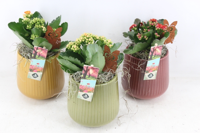<h4>arr2 JS - Ker ribbel pot mix</h4>