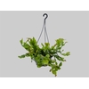 RHIPSALIS OBLONGA C21